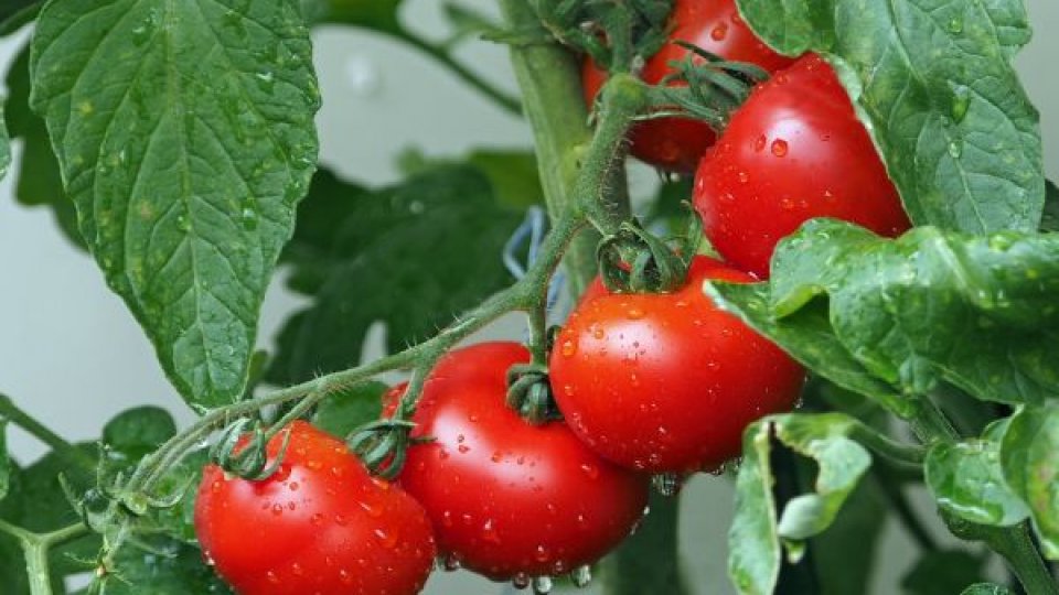 Scandalul legumelor stropite cu soluţii toxice: Daea reiterează că fermierii români fac produse de calitate