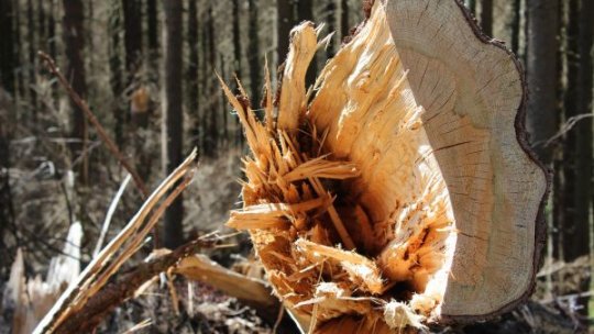 Amenzi majorate pentru defrişarea arborilor sau turnarea de substanţe toxice pe tulpini