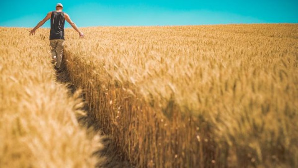 Importurile de grâu, porumb, floarea-soarelui şi rapiţă originare din Ucraina, nu vor fi permise în România până la 5 iunie