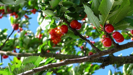 Tăierea pomilor pentru a maximiza producția de fructe