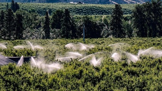 Importanța solului și a irigațiilor în producția de pomi fructiferi