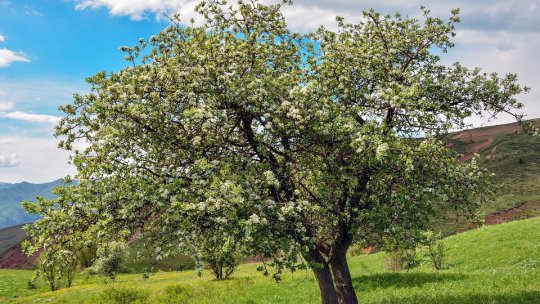 Controlul dăunătorilor și al bolilor pomilor fructiferi