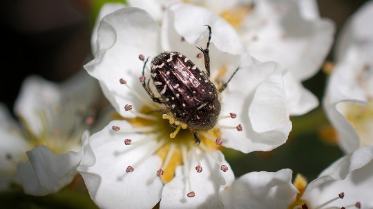 Strategii de polenizare pentru creșterea producției de fructe