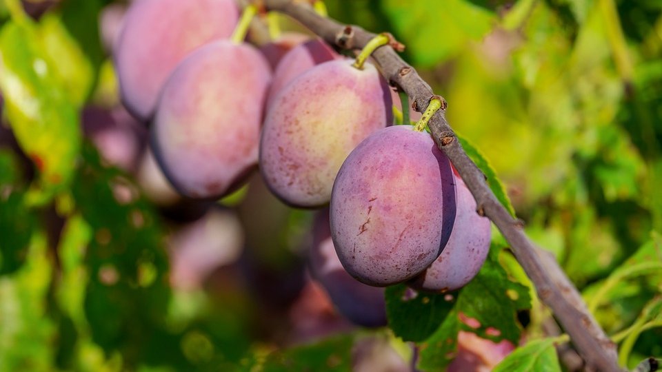 Importanța selecției soiurilor și a utilizării tehnicilor de altoire în creșterea producției de pomi fructiferi