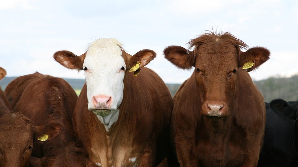 Creșterea animalelor, în agricultura biodinamică