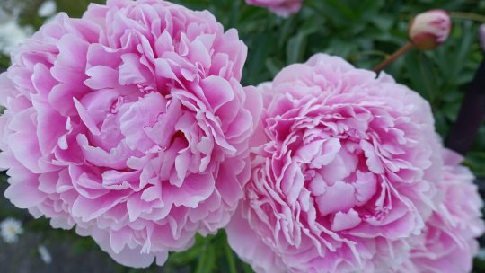 Zilele Horticulturii Bucureştene