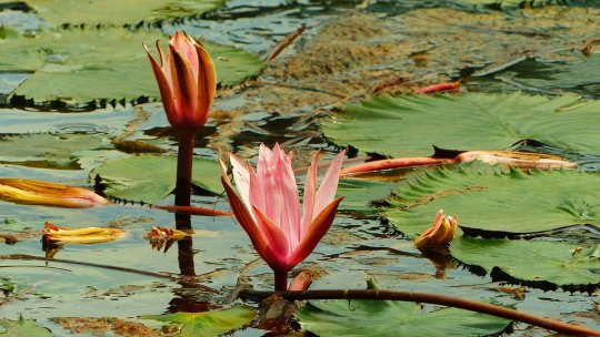 13 sonde de exploatare a apei geotermale în Oradea