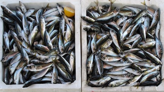 Peste două tone de peşte, confiscate de poliţişti în Delta Dunării