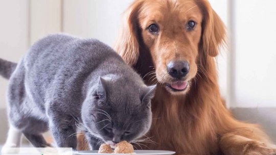 Animalele de companie și schimbările climatice