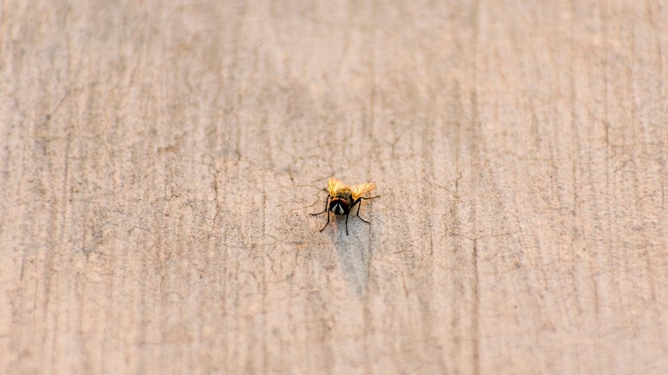 Cât de reală este amenințarea cu holeră, pe Litoral?
