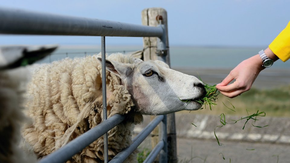 Regândirea agriculturii - pe ce trebuie să mizăm?