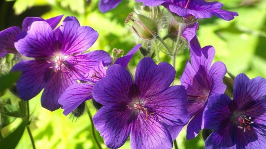 Producătorii de mușcate și crăciunițe din România sunt sprijiniți de UE