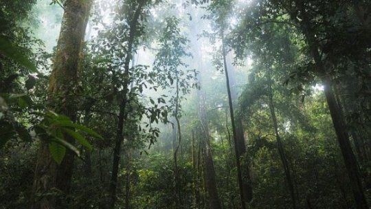 Păduri tropicale cu suprafaţa Elveţiei, distruse pe Terra în 2022