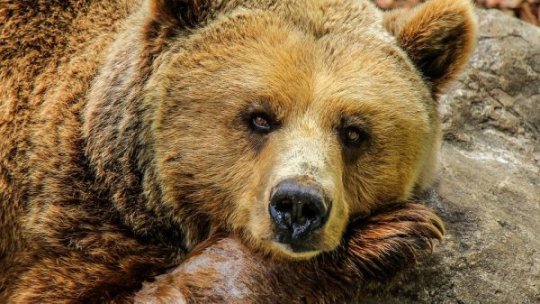 Un urs care s-a rănit căzând de la primul etaj al parcării unui mall din Braşov a fost eutanasiat