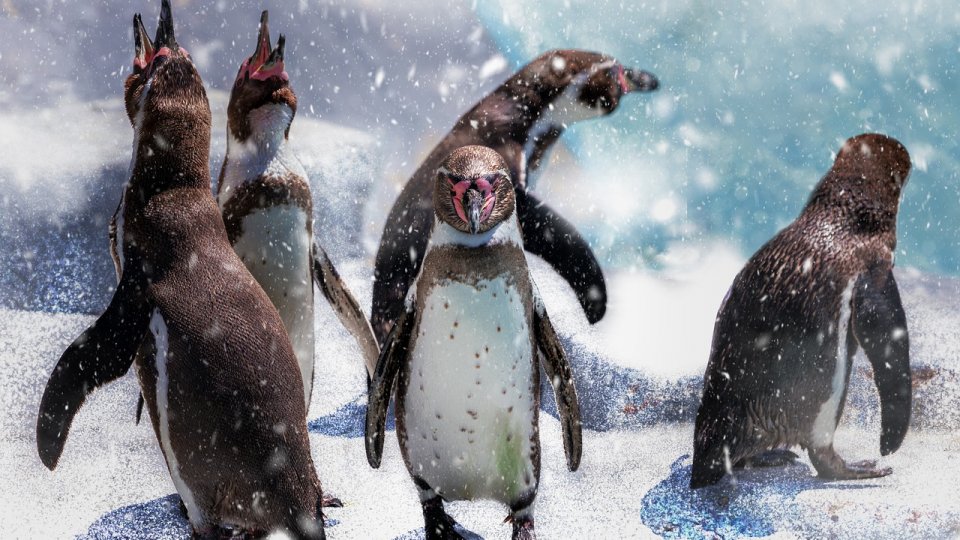 Primul explorator român în Antarctica