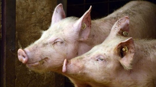 Restricţii în mai multe localităţi din Giurgiu, după ce au fost depistate focare de pestă porcină africană