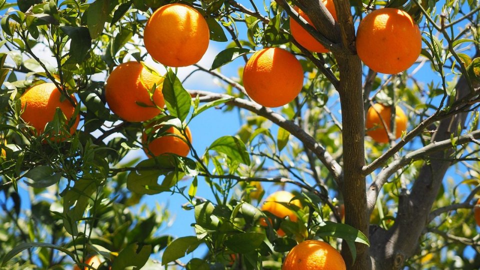Povestea portocalelor amare din Sevilla care ajung pe mesele Palatului Buckingham