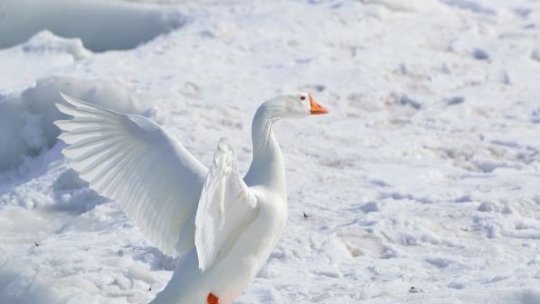 Virusul gripei aviare s-ar putea adapta mai uşor la specia umană