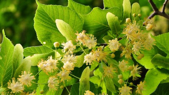 Frigărui de porc, cu aromă de floare de tei