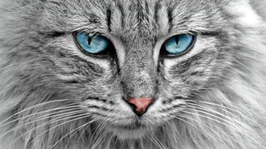 Croaziere alături de pisici, o ofertă turistică inedită