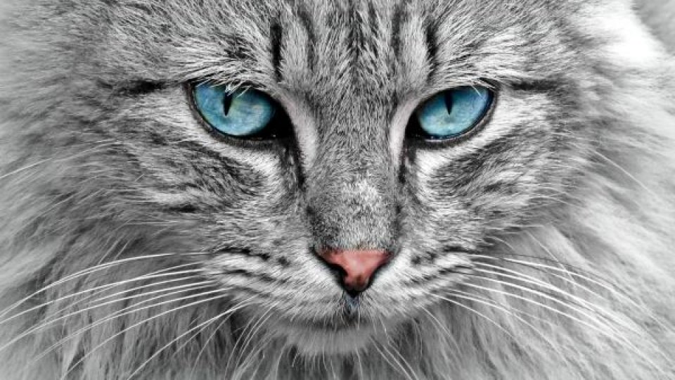 Croaziere alături de pisici, o ofertă turistică inedită