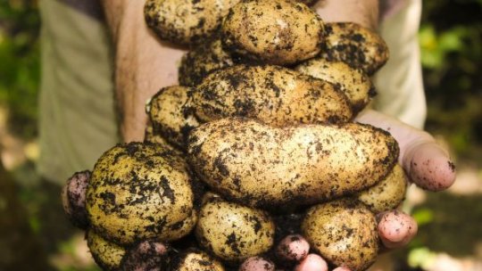 Producătorii au început recoltarea cartofului