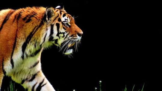 Dosar penal în cazul bărbatului muşcat de tigru la Grădina Zoologică Bârlad