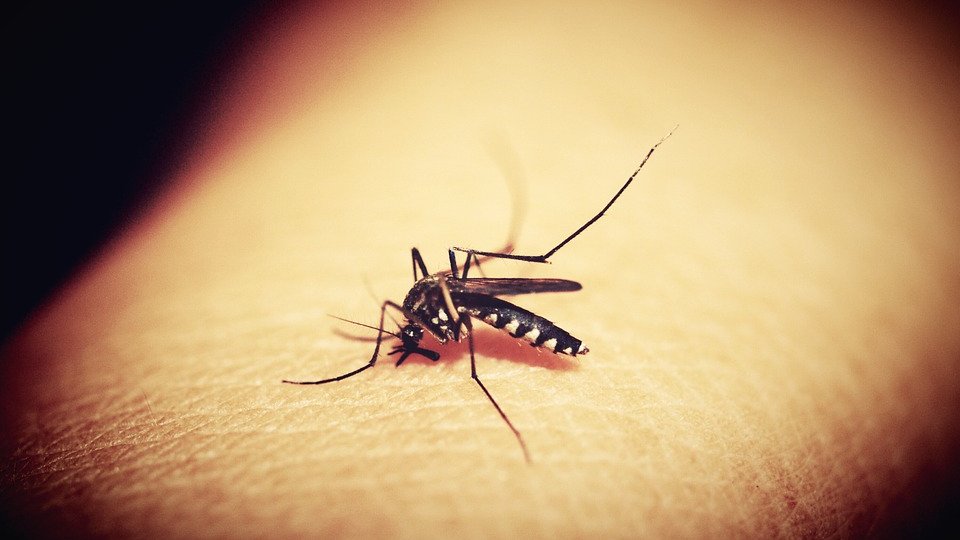 Care sunt tratamentele de urgență în cazul înțepăturilor de țânțari