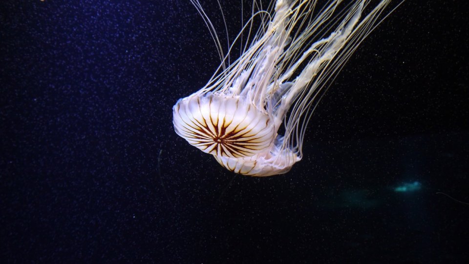 Reflexele potrivite în cazul unei înțepături de meduză