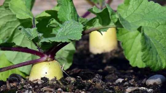 Cum facem trecerea de la agricultura convențională la agricultura ecologică