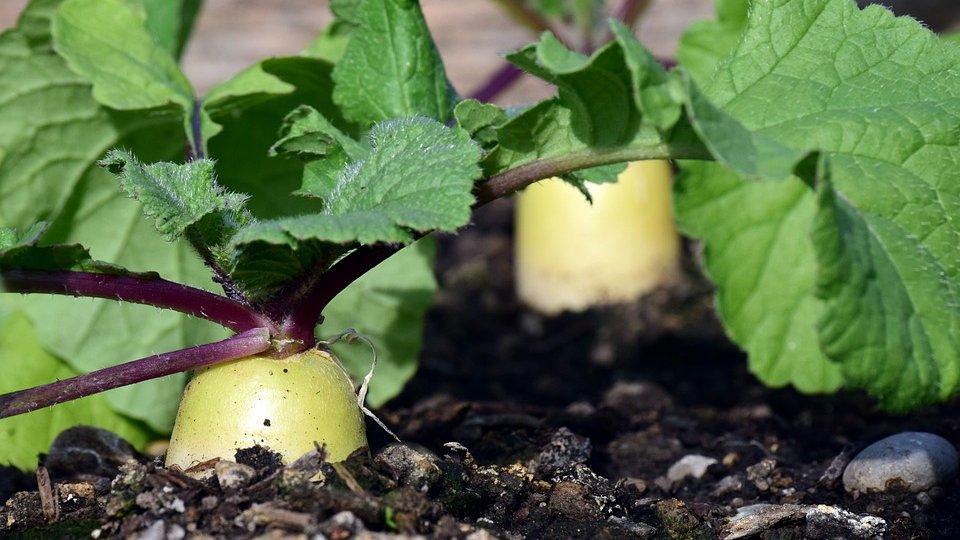 Cum facem trecerea de la agricultura convențională la agricultura ecologică