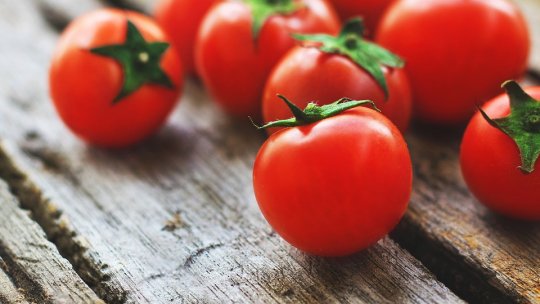 Cele două soluții „Maslov” în cultivarea tomatelor