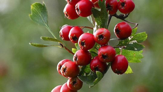 Cultura de aronia și secretele ei