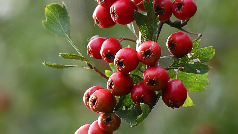 Cultura de aronia și secretele ei