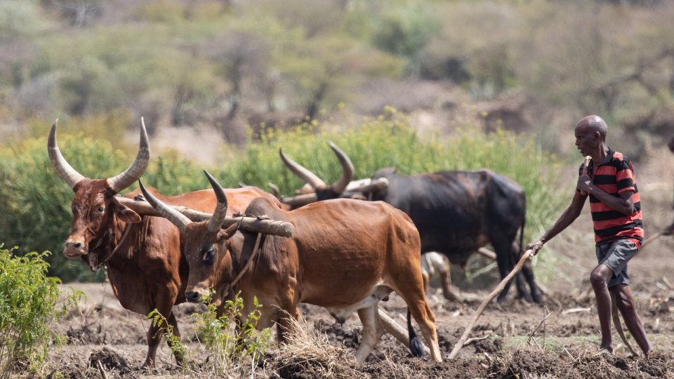 12 milenii de agricultură