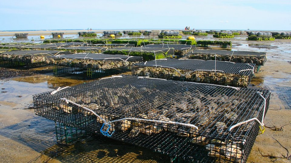 Hidroponia și acvacultura