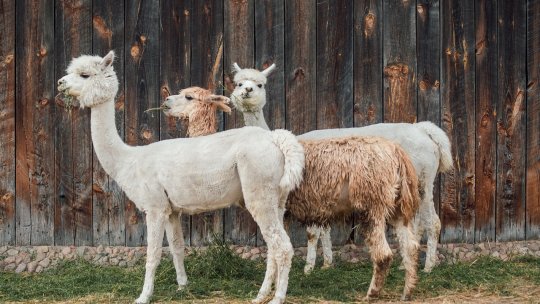 Creșterea animalelor - de la un capăt la celălalt al lumii