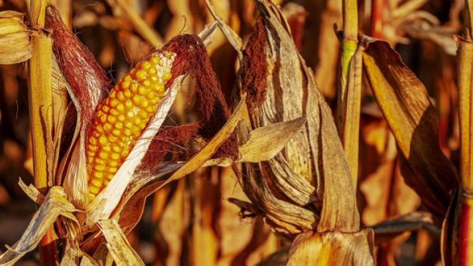 Peste 3.000 de hectare de porumb, vie şi floarea-soarelui, distruse de furtuni