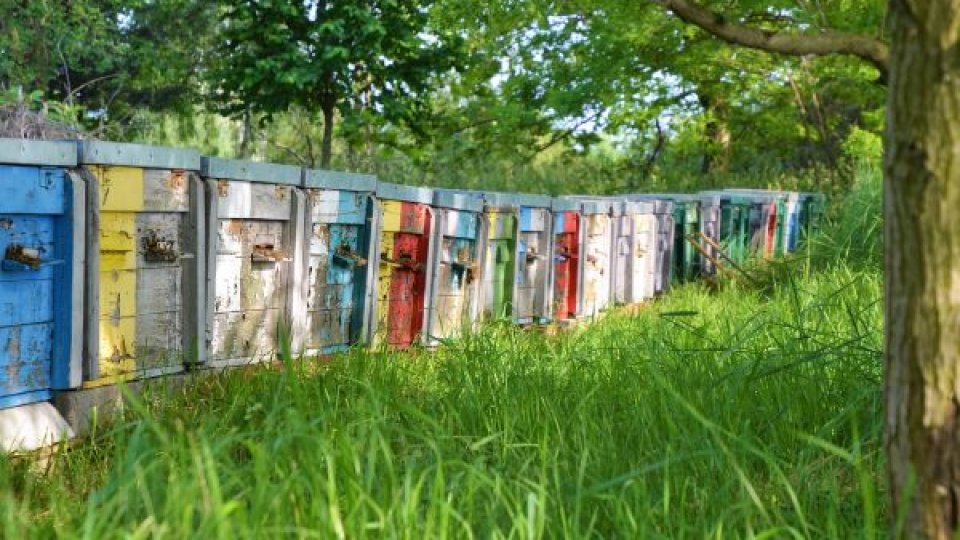 Ioan Fetea: Cea mai mare problemă a apicultorilor români constă în valorificarea produselor