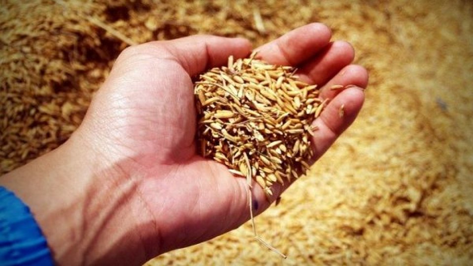 Agricultorii pot depune cereri de acordare a unui sprijin de urgenţă pentru sectorul cerealelor şi cel al seminţelor oleaginoase