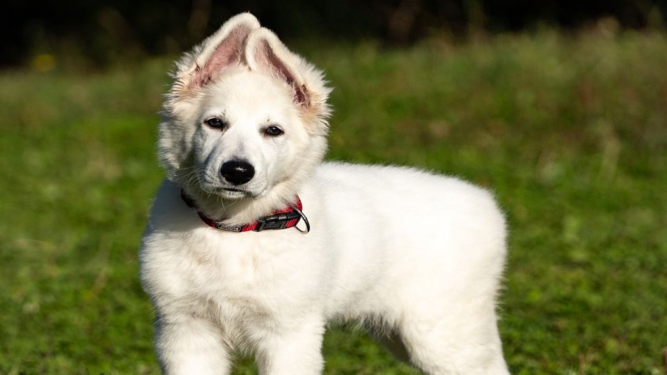 Cei mai frumoşi câini ciobăneşti româneşti, la "Pastorala Lovişteană"