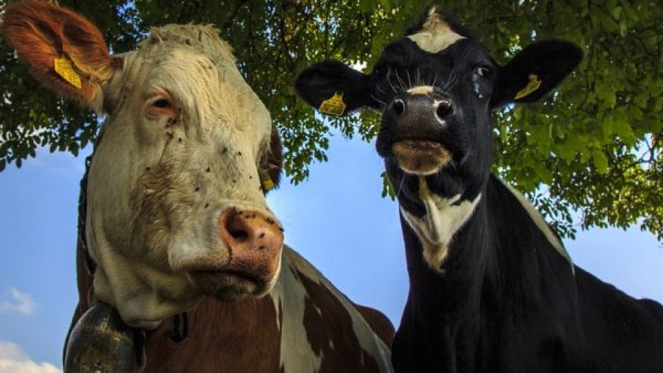 Efectivele de bovine au scăzut cu 1% la 1 iunie. Efectivul matcă s-a diminuat cu aproape 2%