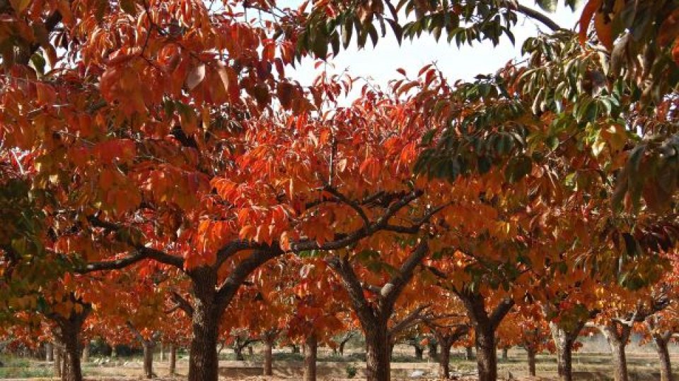 Lucrări în grădina de legume în luna octombrie