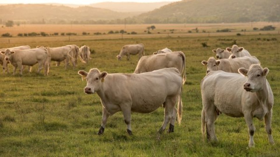 Sprijin în valoare de aproape 2,5 milioane lei acordat crescătorilor de animale