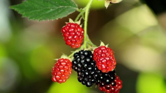 Probleme cu valorificarea fructelor de pădure, datorită scăderii cererii