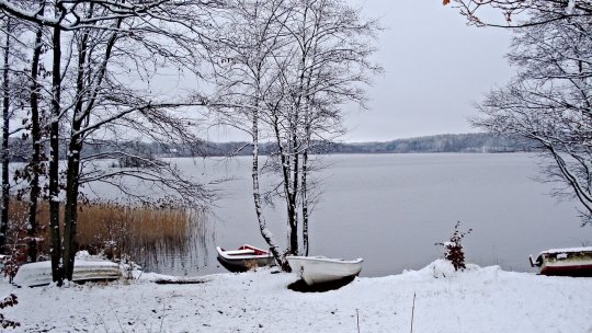 În Suedia, brazii de Crăciun sunt oferiţi peştilor în vederea protejării mediului