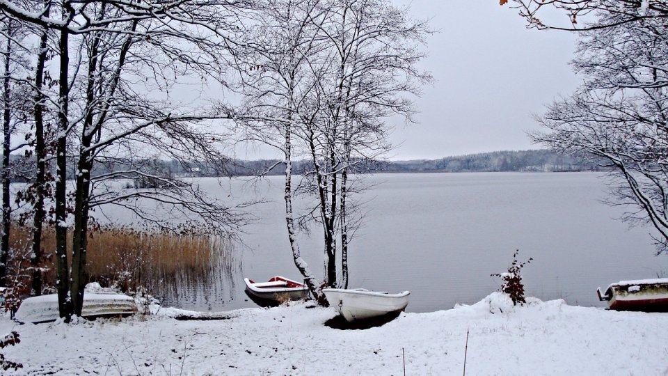 În Suedia, brazii de Crăciun sunt oferiţi peştilor în vederea protejării mediului