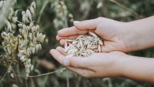 Criza din agricultură, adâncită de lipsa forţei de muncă