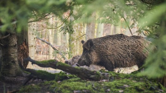 Buzău: Efectivele de porci mistreţi decimate în fondul forestier de virusul pestei porcine africane