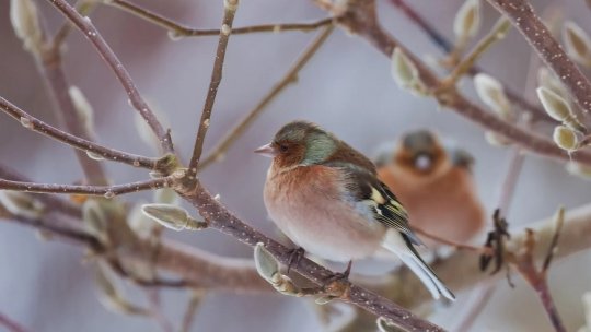 ANM: Vreme de primăvară în această săptămână; temperaturile scad la normalul perioadei, de săptămâna viitoare